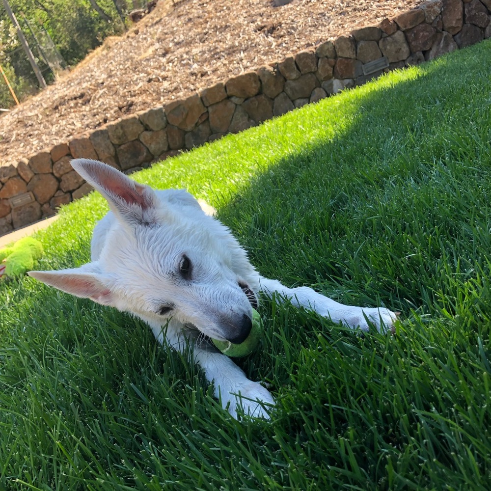 Meet your Posher, Presley